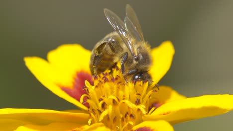 extreme detail shot of wild honeybee sucking nectar of petal and flying away