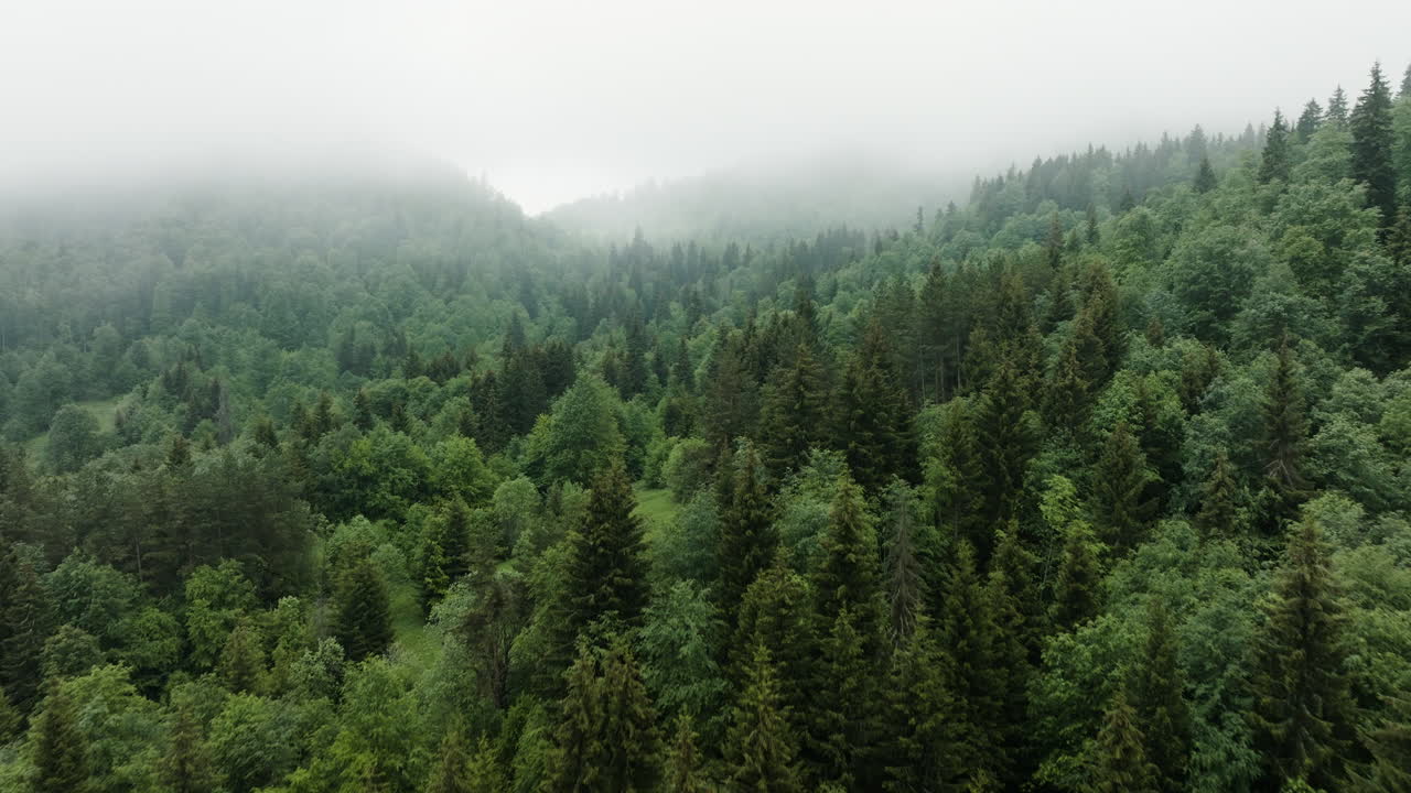 Flying Over Lush Deciduous Forest Covered With Misty Clouds Near Bakuriani, Georgia