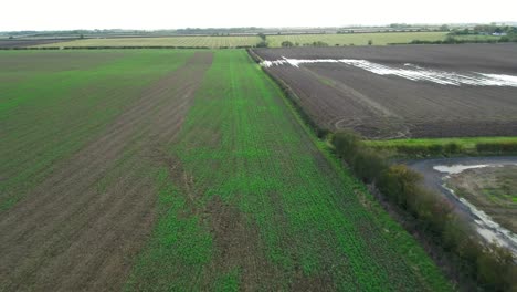 Imágenes-Aéreas-Sobrevolando-El-Campo-De-Un-Agricultor-Recientemente-Sembrado-Con-Cultivos-Comenzando-A-Crecer-Y-Al-Lado-De-Un-Campo-Arado-En-El-Otoño-Del-Reino-Unido