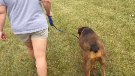 woman walking brown dog with video from behind