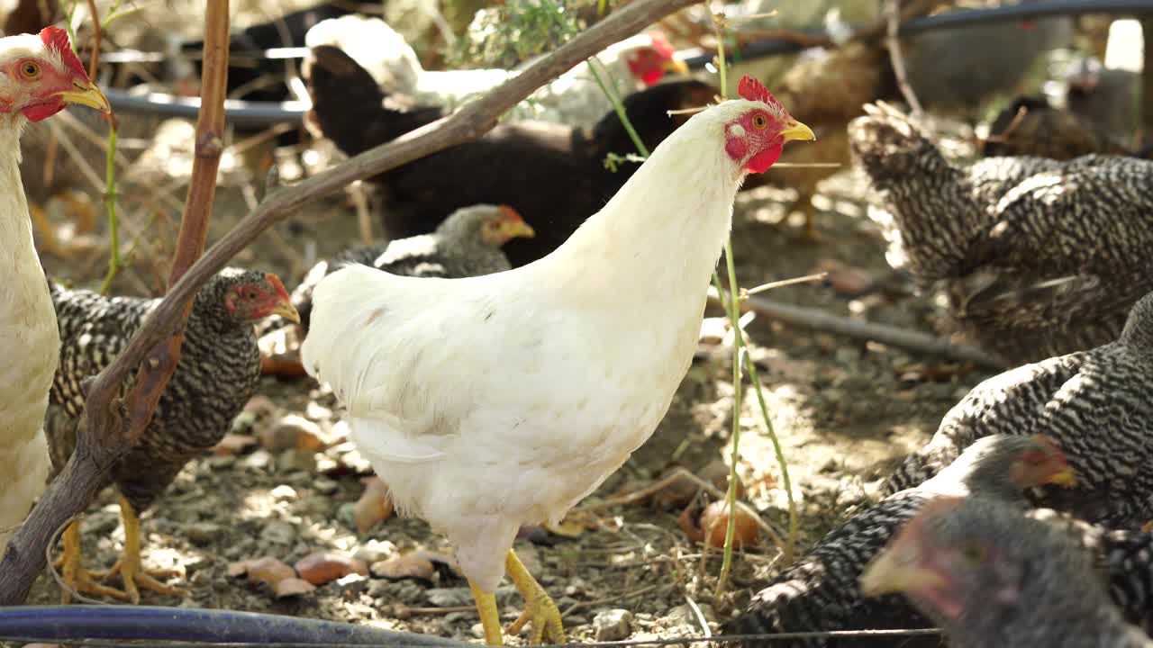 pollo blanco en la granja orgánica, cerca de la cooperativa, confinando aves de corral en un amplio jardín abierto en el pueblo
