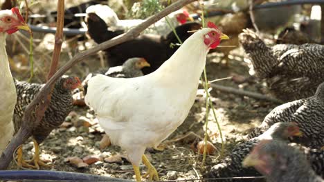 Weißes-Huhn-Im-Bio-Bauernhof,-In-Der-Nähe-Des-Hühnerstalls,-Geflügel-Im-Offenen,-Weiten-Garten-Im-Dorf