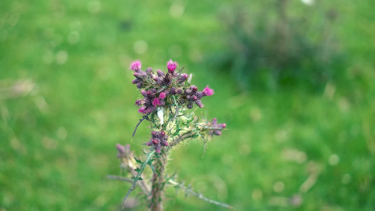 un cardo morado espinoso en un campo agrícola verde salvaje