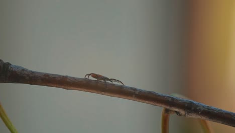 detailed-close-up-of-a-tick-perched-on-a-branch,-showcasing-its-dark-brown-body-and-reddish-orange-markings