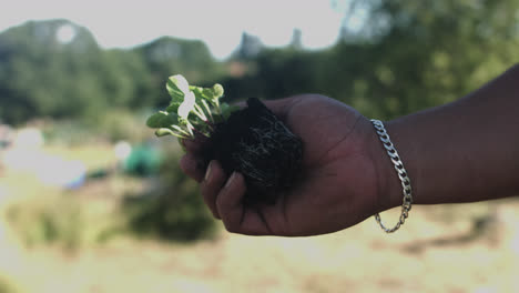 primer plano de la mano de un hombre latino sosteniendo una planta con tierra y raíces en un patio