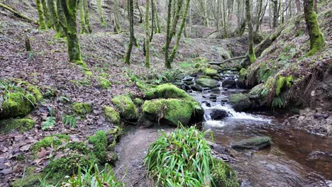 Small,-slow-moving-woodland-stream,-flowing-slowly-through-the-forest-trees