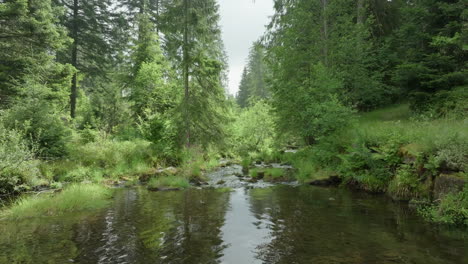 serene forest river