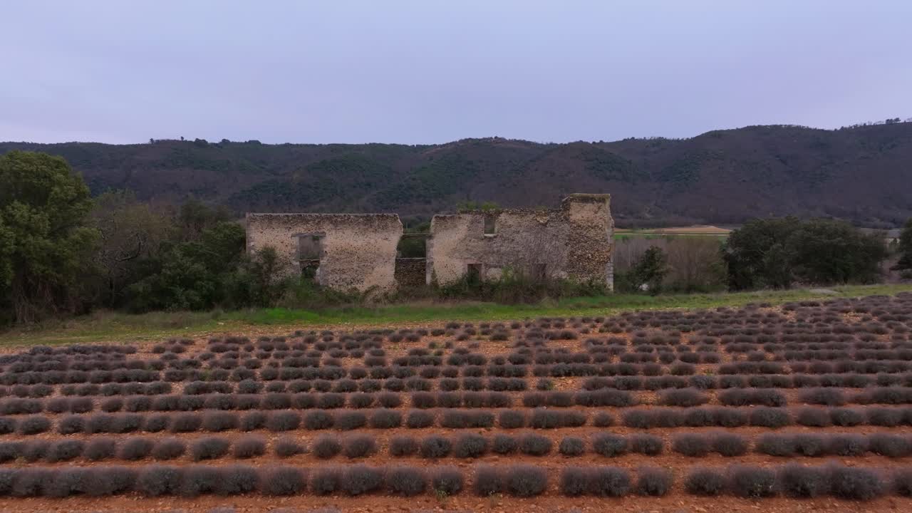 Vista aerea di campi di lavanda viola in una fattoria biologica in Provenza, Francia