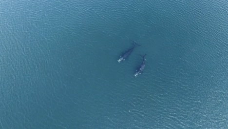 un par de ballenas nadando pacíficamente en el océano - vista superior aérea