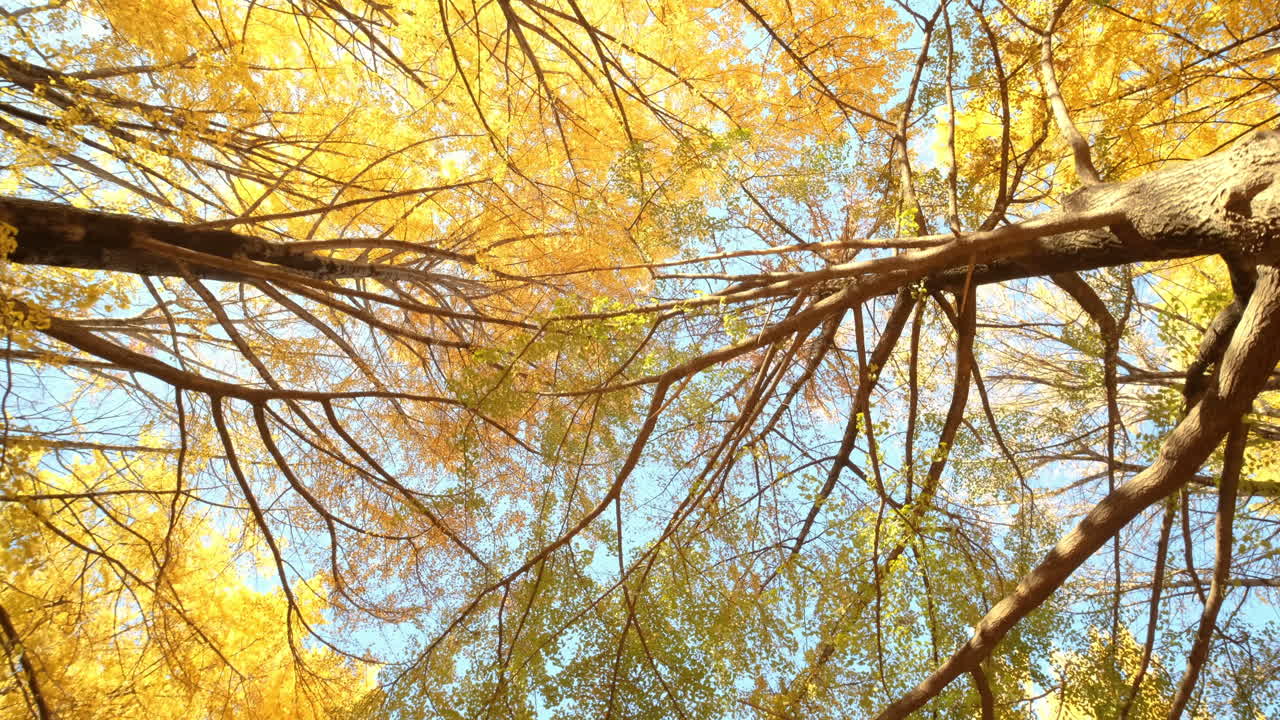 Bottom up view of ginkgo tree in autumn