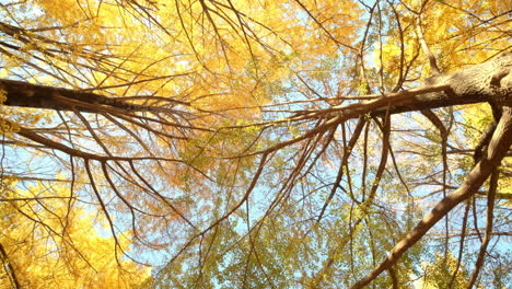 Bottom-up-view-of-ginkgo-tree-in-autumn