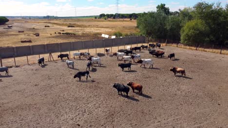 toros y bueyes en una granja, vista aérea-4