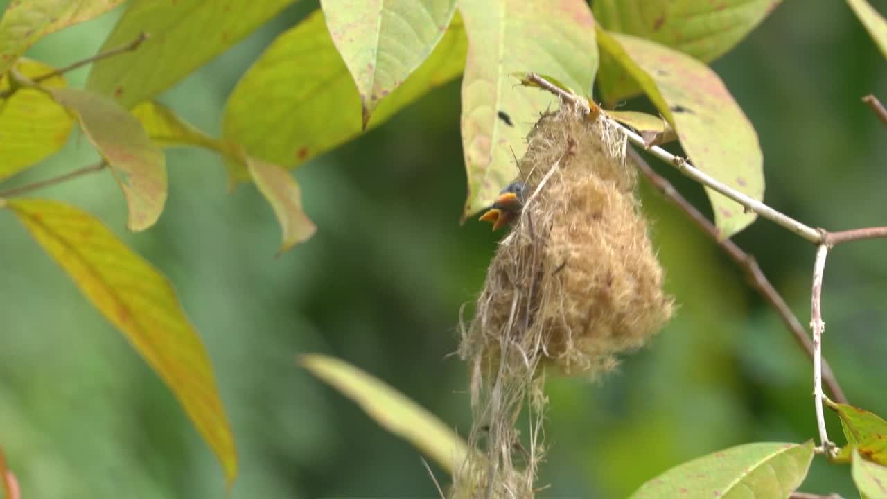 Wild animal behavior, cabe bunga bird or orange bellied flowerpecker bird perching on the nest for feeding her babies