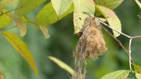 Wild-animal-behavior,-cabe-bunga-bird-or-orange-bellied-flowerpecker-bird-perching-on-the-nest-for-feeding-her-babies