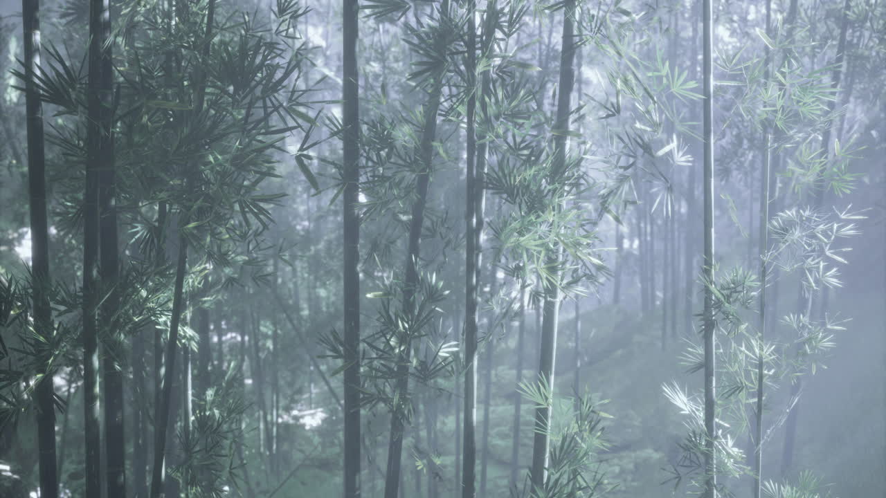 Misty bamboo forest in early morning light with lush greenery
