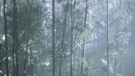 misty bamboo forest in early morning light with lush greenery