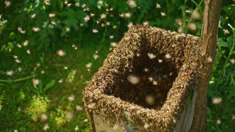 amazing view of working bees in open hive