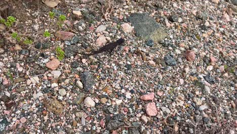 chameleon  moving at speed across gravel ground. handheld