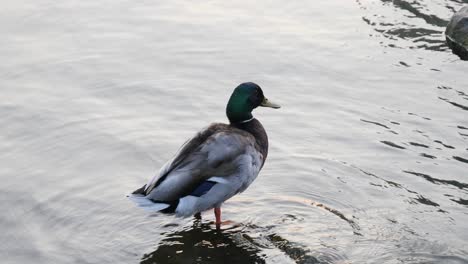 Duck-standing-on-rock-in-water-cleaning-feather-wet-waterfront-lake