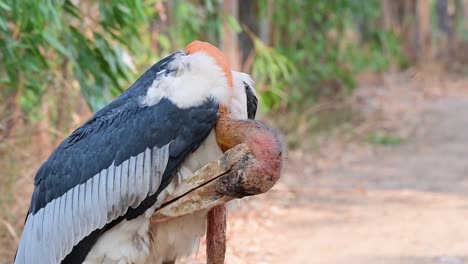 Greater-Adjutant,-Leptoptilos-dubius,-Buriram,-Thailand