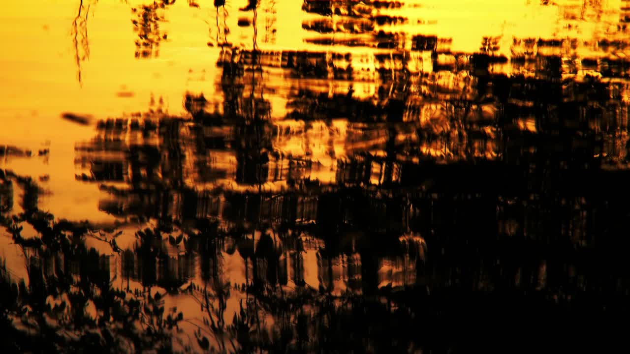 silueta amanecer árboles oscuros y hierba reflejo en el río a medida que fluye naturaleza árboles, flores, ramas