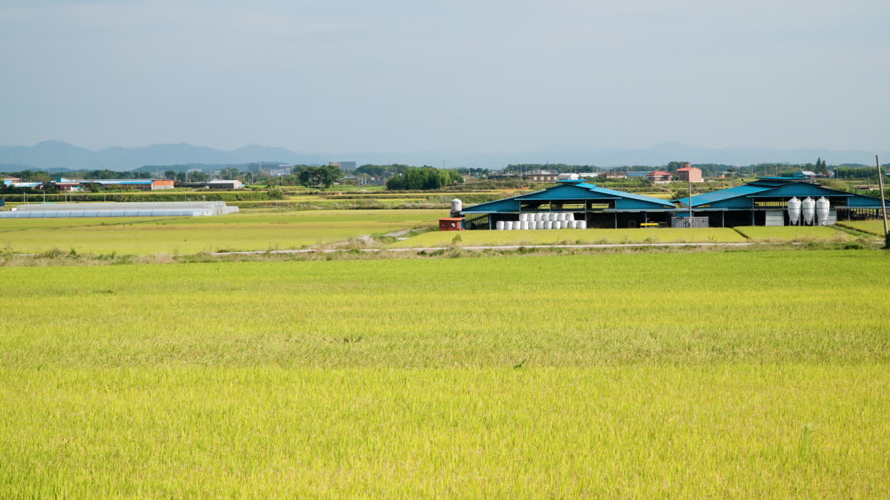 приближение от созревшего желтого деревенского поля с рисовыми посевами к круглым балам сена, завернутым в пластик, на ферме в гунсане, южная корея