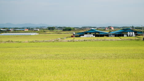 Acérquese-Desde-Un-Campo-Amarillo-Maduro-Con-Cultivos-De-Arroz-Hacia-Fardos-Redondos-De-Heno-Envueltos-En-Plástico-En-La-Granja-De-Gunsan,-Corea-Del-Sur