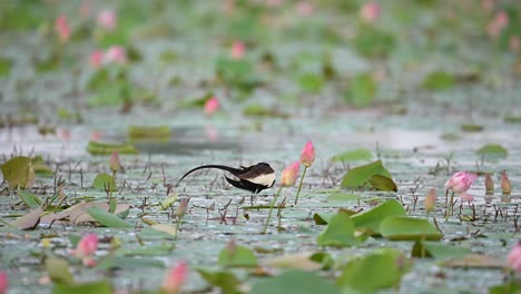 Fasanenschwanz-Jacana,-Der-Auf-Der-Wasservegetation-Auf-Der-Suche-Nach-Nahrung-Läuft