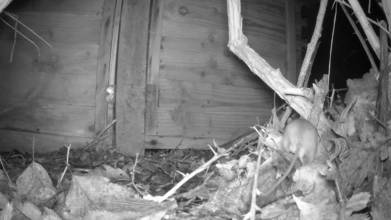 나무 쥐 한 마리가 뒤뜰을 돌아다닌다