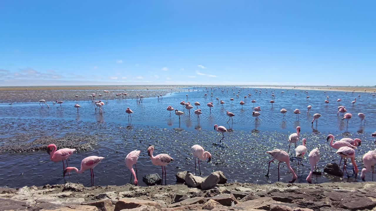 Flock of Flamingos in Natural Habitat