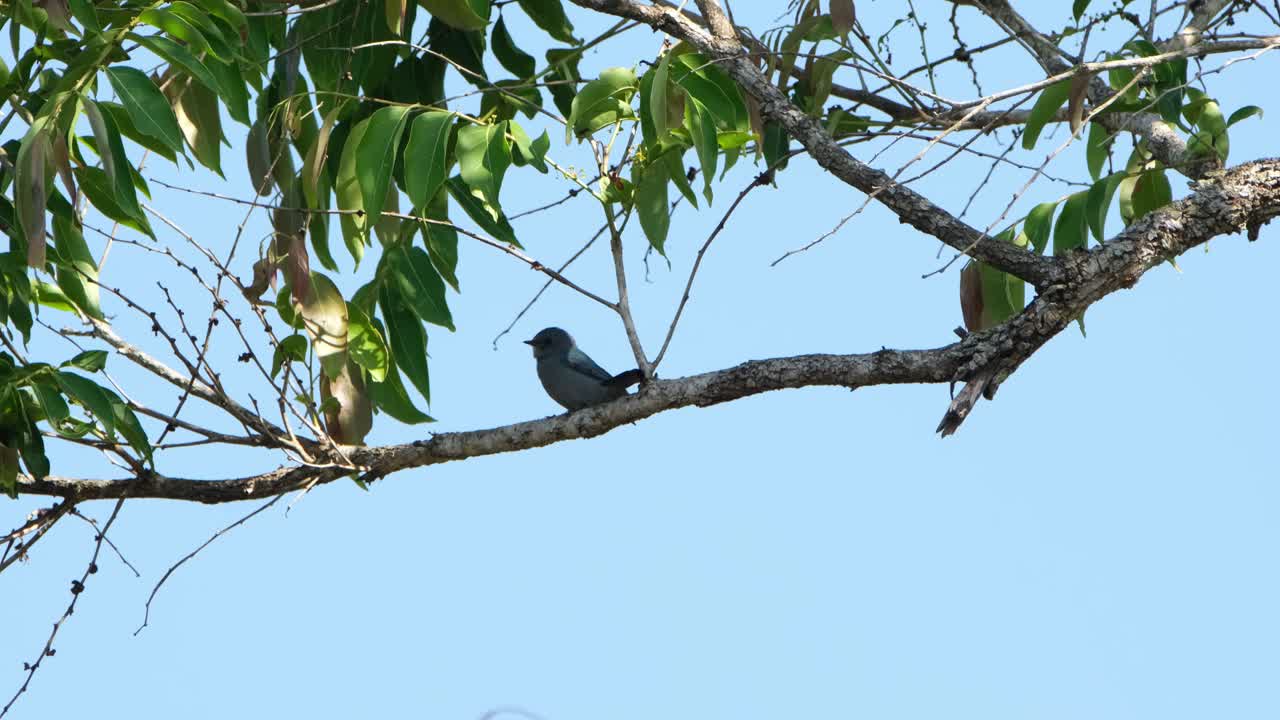cambió de posición, moviéndose de su espalda y mostrando su lado delantero, verditer flycatcher, eumyias thalassinus, tailandia