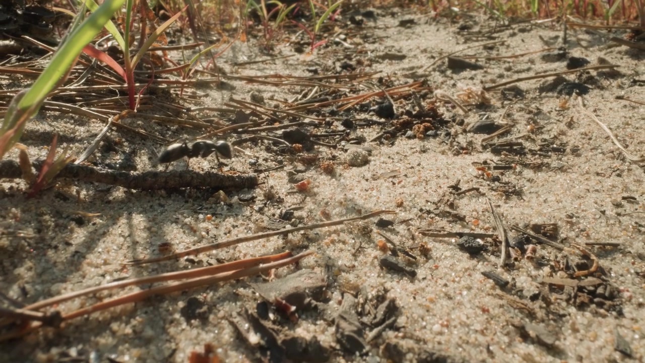Primo piano di una formica che cammina su terreno sabbioso