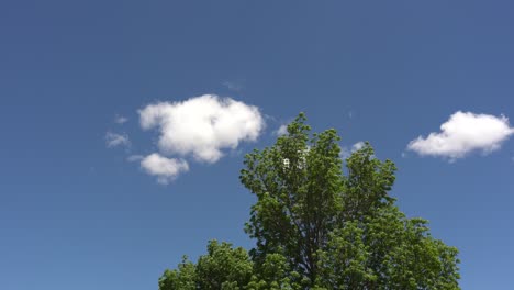 A-gentle-breeze-rustles-the-leaves-and-branches-of-a-tree-as-lazy-clouds-float-by