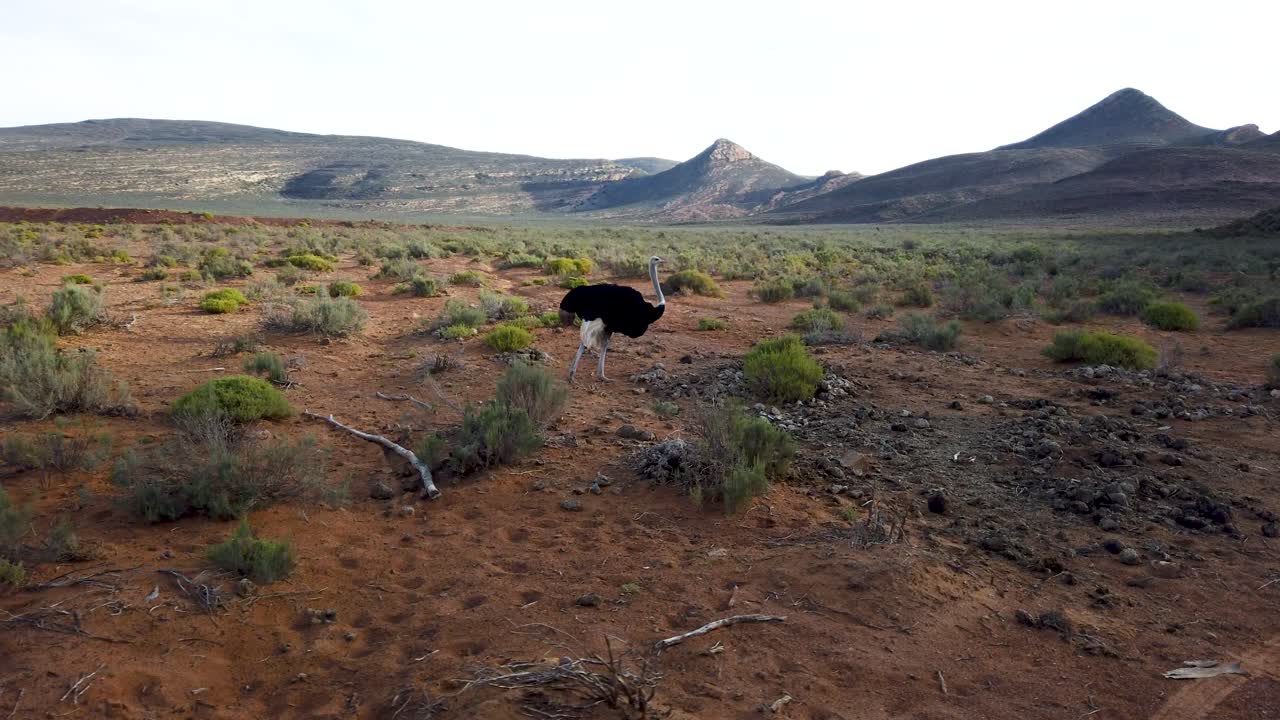 남아프리카 공화국의 자연 서식지에 있는 성인 타조