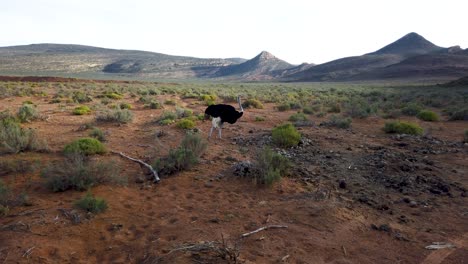 an adult ostrich in its natural habitat in south africa