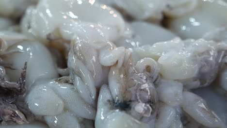 various kind of raw seafood, close up