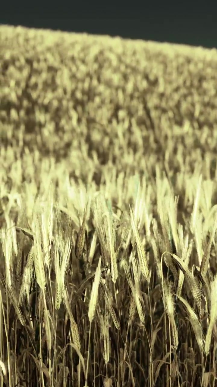 Campi di grano dorato che ondeggiano sotto la luce del sole in un paesaggio rurale