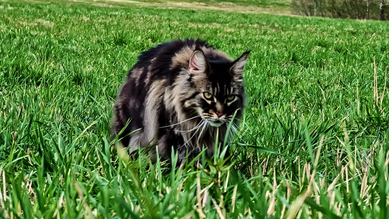 Maine Coon strolling through tall green grass, licking its lips with a playful attitude.