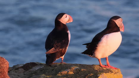 pair of atlantic puffins sitting on rocky cliff with ocean waves in background at latrabjarg in westfjords, iceland