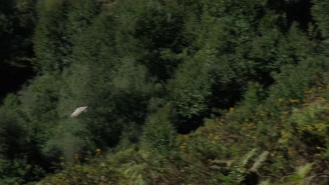 Stunning-Eagle-Flying-Down-Fast-Towards-Green-Valley