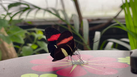 closeup shot of a butterfly standing on a table slowly flapping its wings, plants in the background