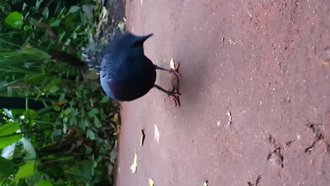 Victoria-Crowned-Pigeon-Standing-On-Path-At-Zoo