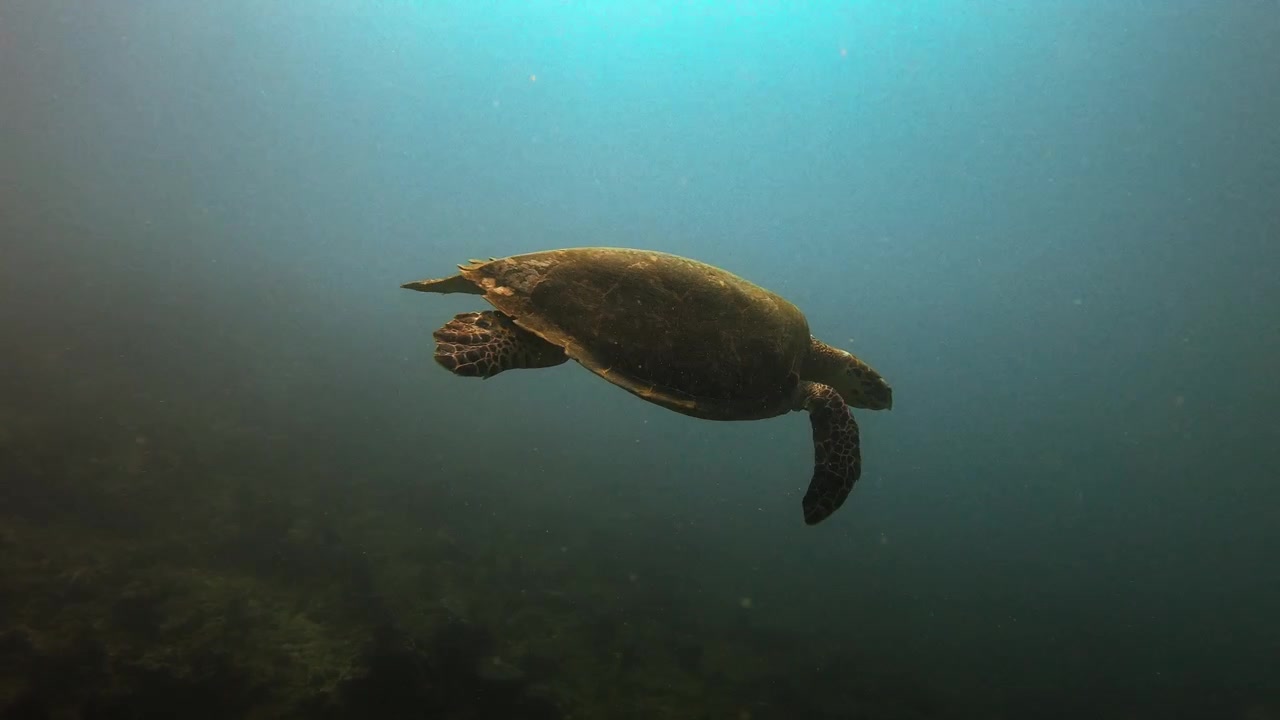 Turtle Swimming Underwater on top of Coral Reef in Slow Motion