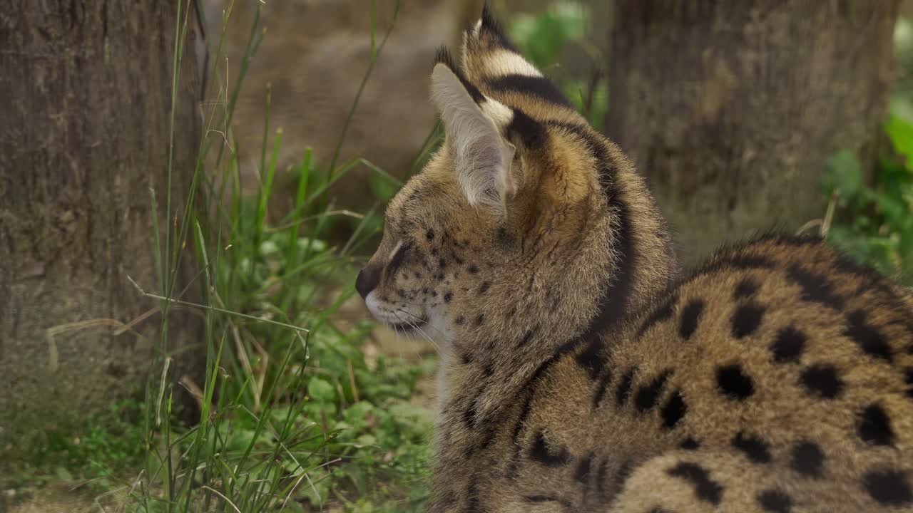 Nærbillede af en serval, der kigger sig omkring