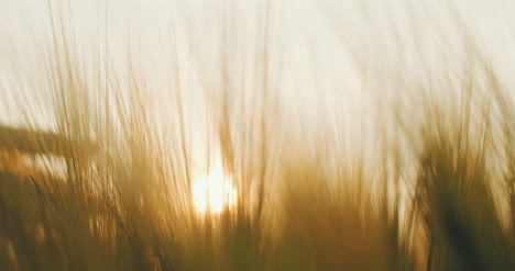 hand touching wheat at sunset