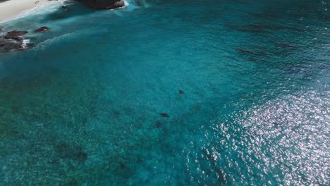 Reef-manta-rays-foraging-in-shallow-water-near-coast-of-Nusa-Penida,-aerial