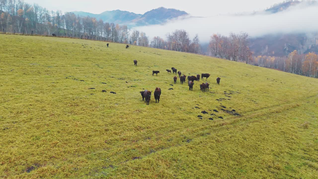Wild Bison in Autumn Meadow
