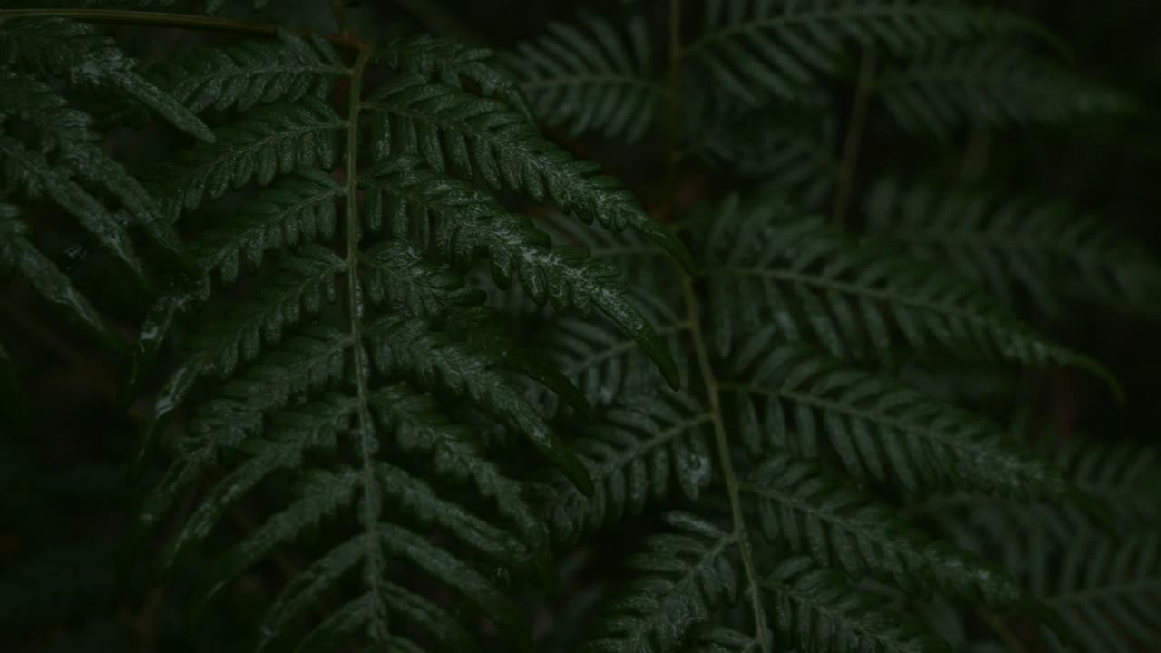 Dark forest floor fern slowly sways in the breeze during rainy weather