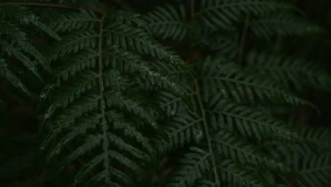 El-Helecho-Del-Suelo-Del-Bosque-Oscuro-Se-Balancea-Lentamente-Con-La-Brisa-Durante-El-Clima-Lluvioso