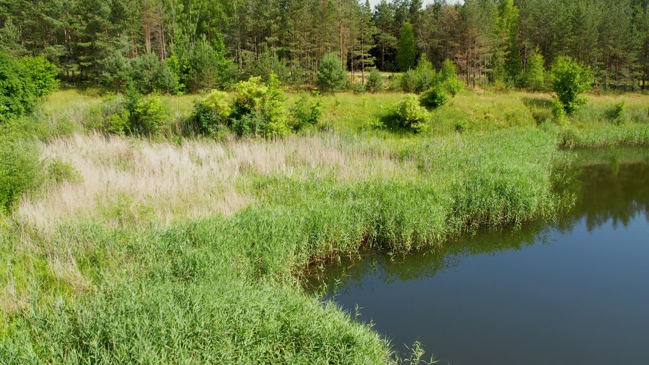 Serene scene of a small rushy pond surrounded by tall grass and lush green vegetation with conifer forest in the background - aerial pushback reveal